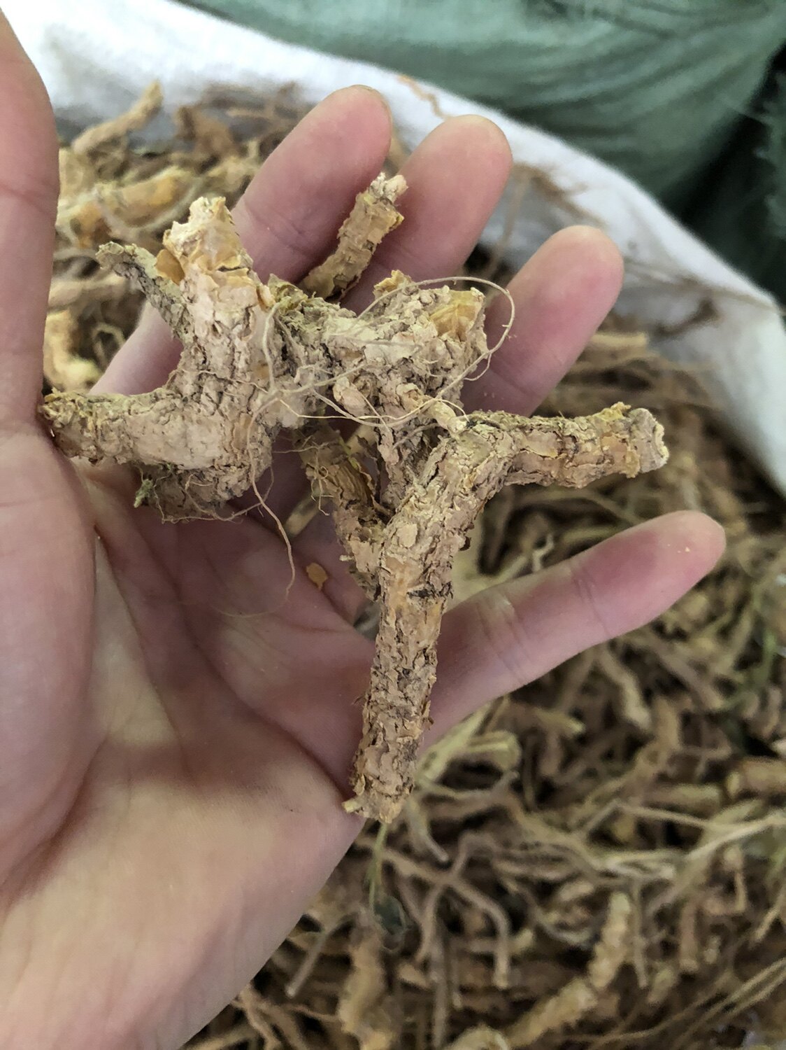 鸡骨香 中药材 驳骨消 过山香 500克