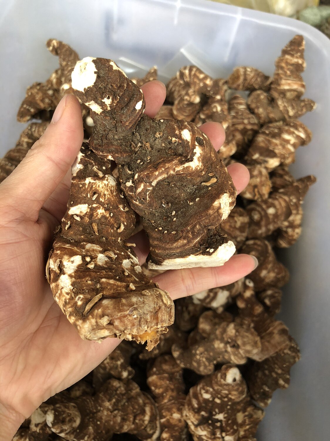 云南滇重楼中药材独角莲蚤休草河车七叶一枝花干货250克