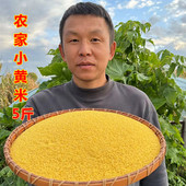 包邮 25年新黄小米东北特产谷子农家大金苗小米煮粥东北特产