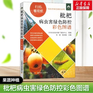 编 书籍果蔬栽培种植业 发生特点 正版 社 中国农业出版 夏忠敏 张斌 防治适期 病虫害绿色防控系列 枇杷病虫害绿色防控彩色图谱