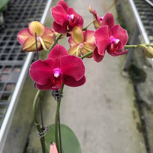 【拉菲】3.0寸杯双花剑红色系高品质蝴蝶兰