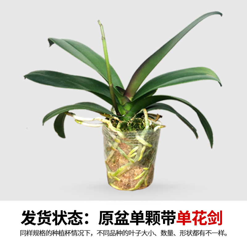 蝴蝶兰花苗大苗带花剑没有花苞家庭绿植盆栽对版花箭苗包邮
