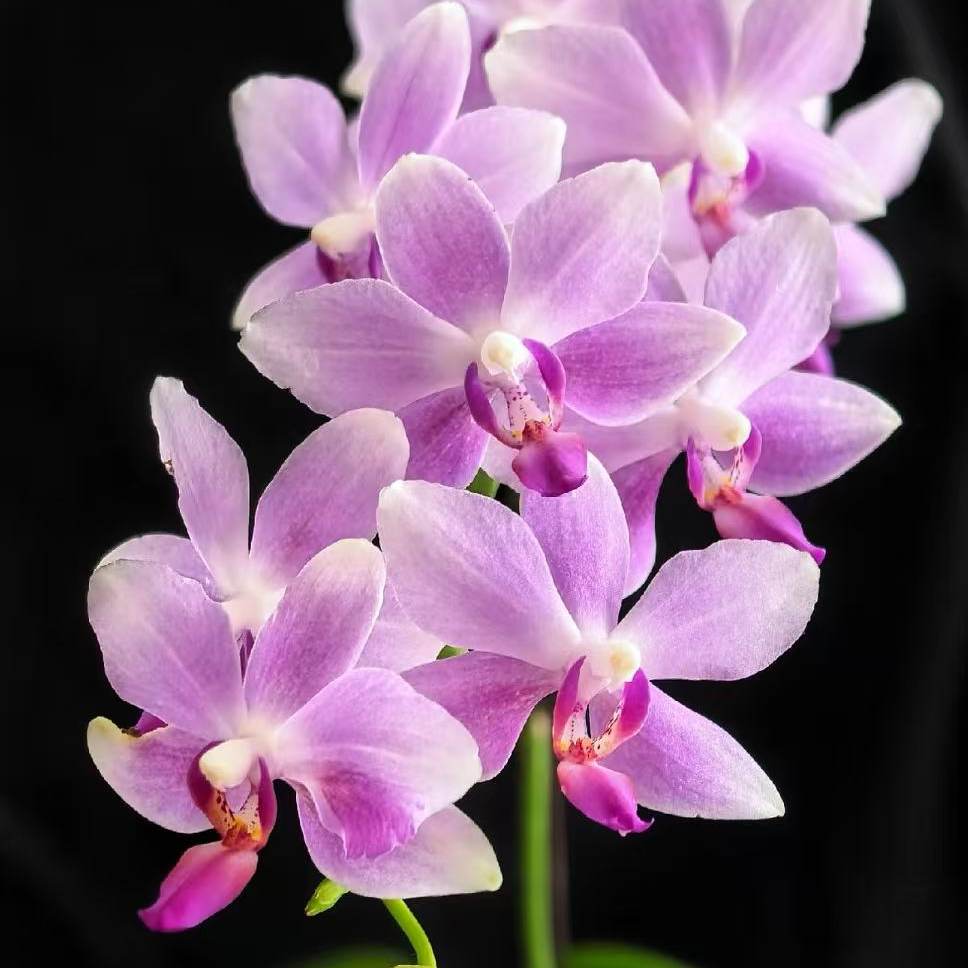 【紫水仙】2.8寸双花剑紫粉色系高品质精品蝴蝶兰,鲜花速递/花卉仿真/绿植园艺,时令草本花卉,淘宝优惠券,粉丝福利购,淘宝优惠卷