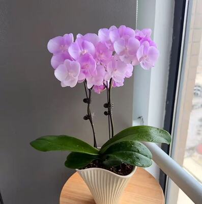 【神仙姐姐】3.0寸杯双花剑 香芋紫花色室内高品质蝴蝶兰