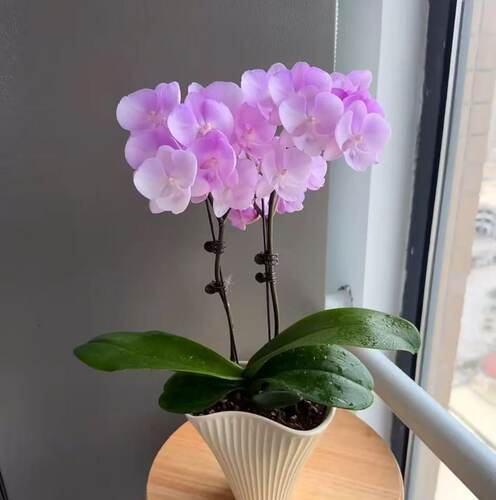 【神仙姐姐】3.0寸杯双花剑 香芋紫花色室内高品质蝴蝶兰