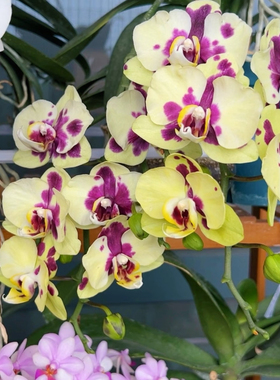 【小浣熊】3.0寸杯双花剑绿色系高品质精品蝴蝶兰