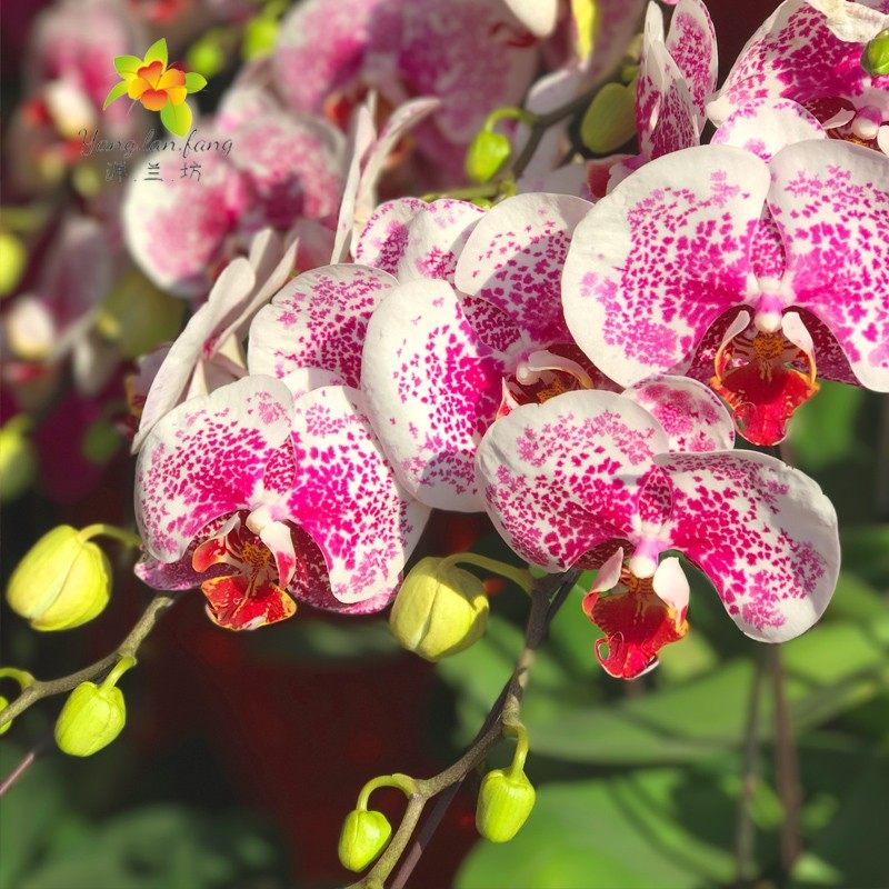 新品蝴蝶兰盆栽枫叶 花苗带花剑中花型 四季开花兰花 洋兰坊