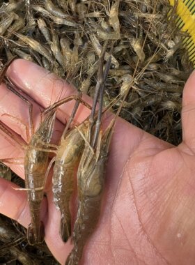 【当日捕捞】河虾淡水新鲜鲜活青虾水产急冻小草虾醉虾土虾冰鲜虾
