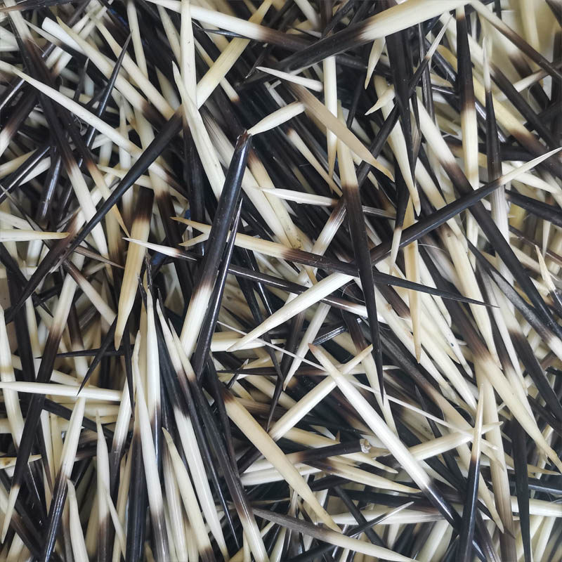 刺猪刺药用浮标天然豪猪刺diy材料箭猪刺发簪材茶针冷背中药材