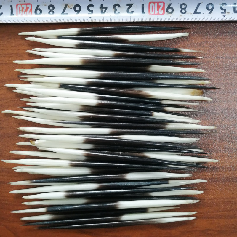 50克豪猪刺泡酒药材箭猪刺刺猪刺药用DIY优质野生手工鱼漂浮标 - 实物图