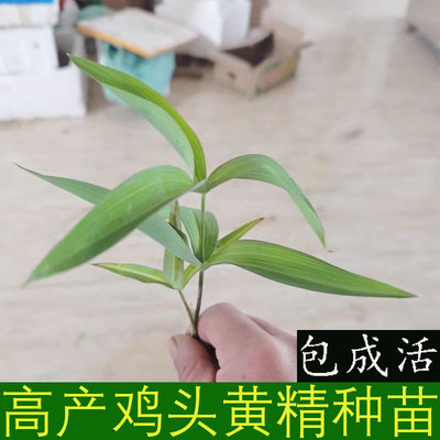 黄精种植苗新鲜鸡头黄精种苗老虎姜种块芽头滋补药材苗黄精种子籽