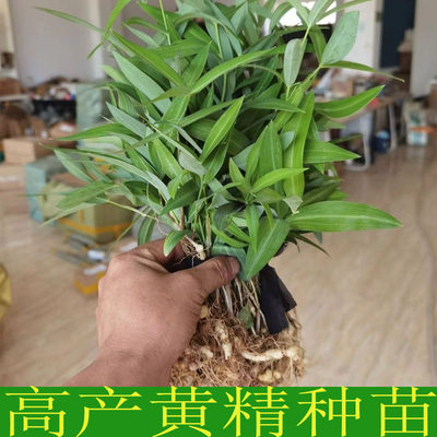 黄精种植苗鸡头黄精种苗带芽种子中药材黄金苗新鲜老虎姜种籽现挖