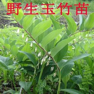 玉竹种植苗新鲜野生玉竹盆栽种籽种子生玉竹根须中药材正品根茎