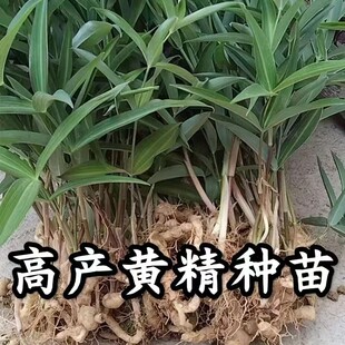 正宗鸡头黄精种苗野生正品姜种子新鲜种芽中药材黄金小苗批发