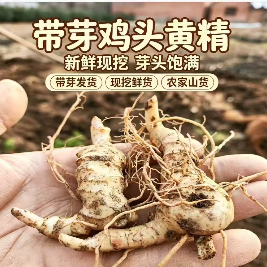 农家现挖鸡头黄精九蒸九晒黄精原料泡水煲汤泡酒药材食用黄精食材