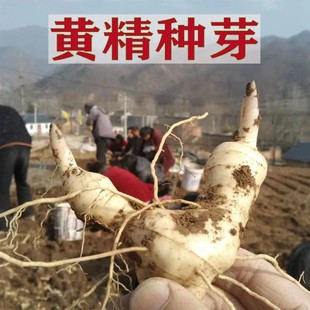 黄精种植苗新鲜鸡头黄精种苗现挖鸡头参种子中药材黄金苗九蒸九晒