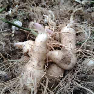 黄精种植苗新鲜鸡头黄精种苗老虎姜种块芽头滋补药材苗黄精种子籽
