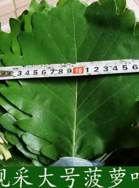端午节家用大号新鲜粽叶