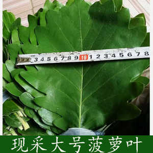 新鲜菠萝叶大号包粽子的叶子槲叶现采柞树叶玻璃叶家用端午节粽叶