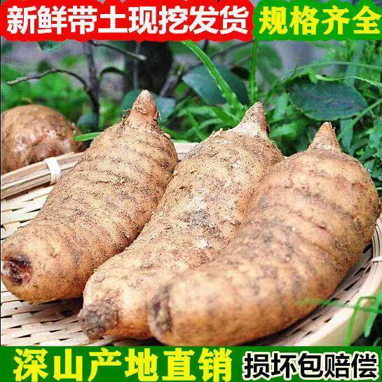 新鲜天麻现挖湿天麻冬麻煲汤鲜天黄精
