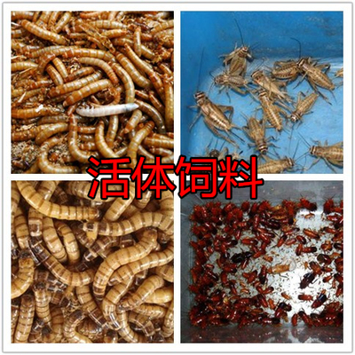 面包虫黄粉虫大麦虫蜘蛛蝎子蜈蚣蜥蜴仓鼠爬虫活体饲料600条包邮