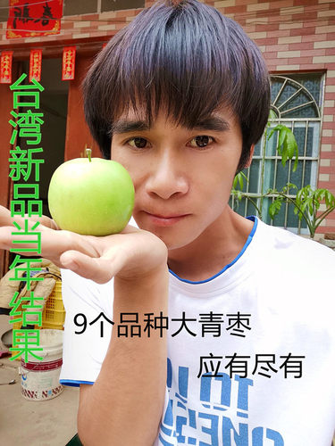 台湾大青枣苗苹果枣苗雪丽枣苗蜜丝枣苗牛奶枣苗南方水果苗