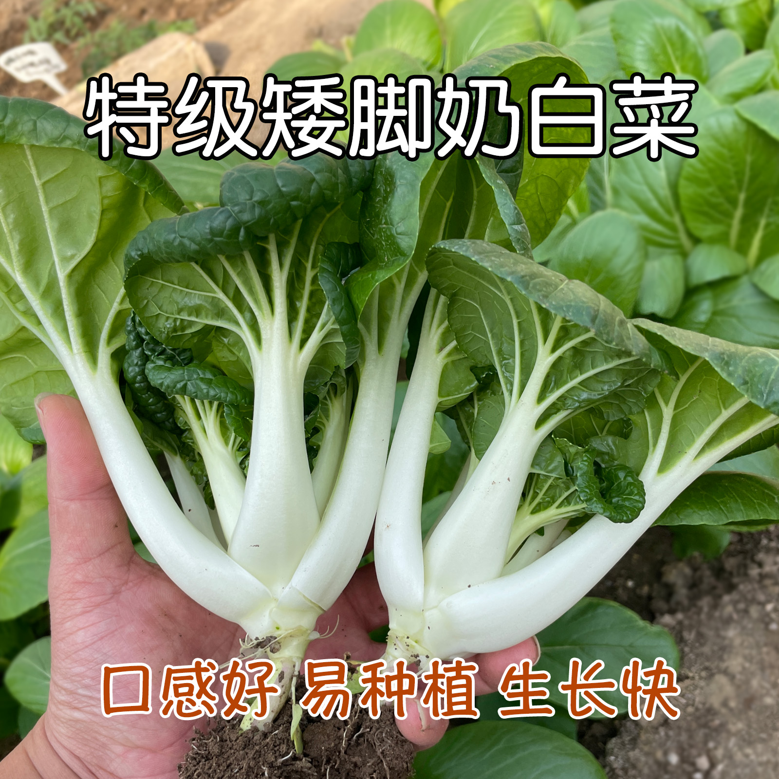 脆爽矮脚奶白菜种子阳台菜园易种