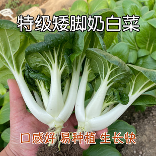 阳台菜园盆栽小青菜易种孑 播蔬菜籽 春秋四季 脆爽矮脚奶白菜种子