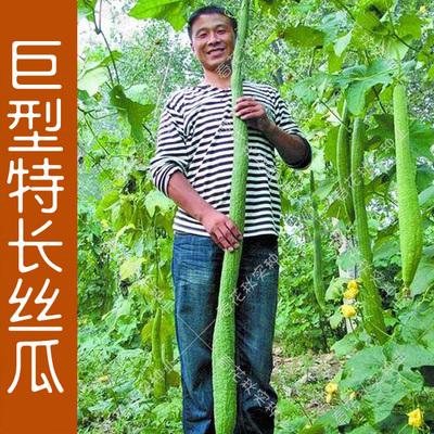 巨型特长丝瓜种子蔬菜籽