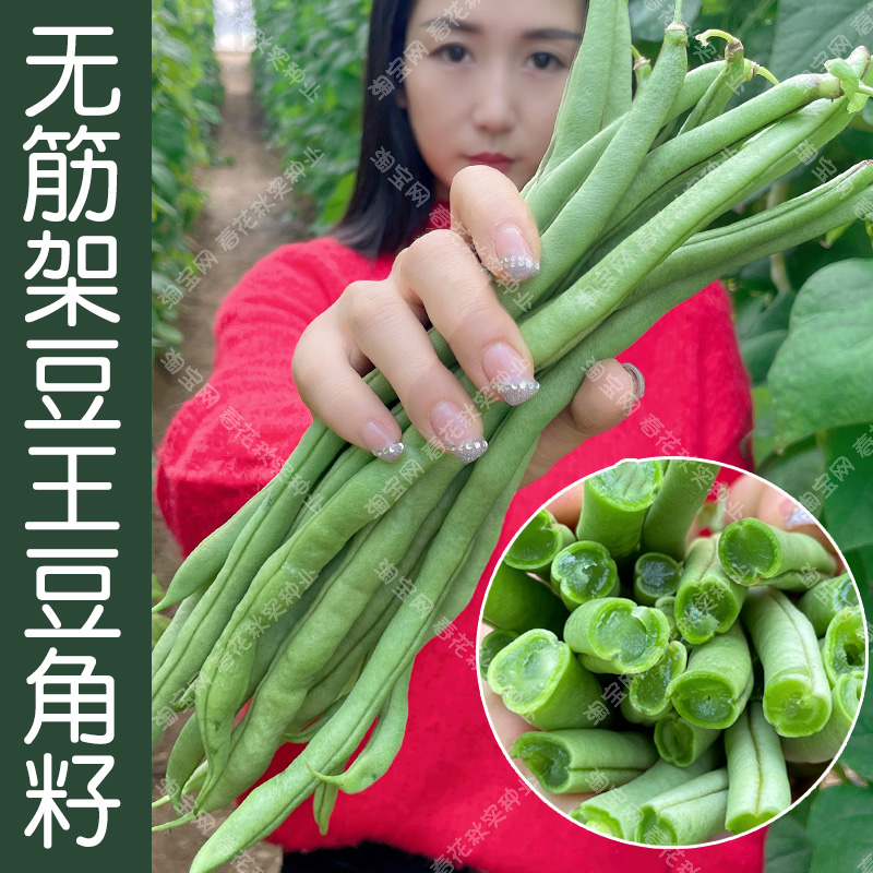 无筋架豆王种子 春秋季蔬菜豇豆种籽 菜园阳台盆栽大田豆角高产孑 鲜花速递/花卉仿真/绿植园艺 家庭园艺种子 原图主图