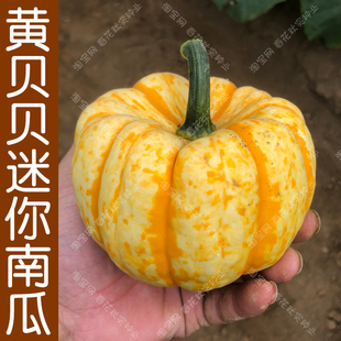 迷你黄贝贝小南瓜种子 春夏秋四季播蔬菜籽 甜面糯桔瓜阳台盆栽孑