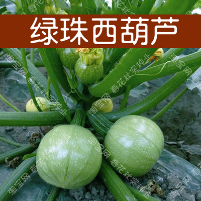 特早熟浅绿圆形春秋西葫芦种子