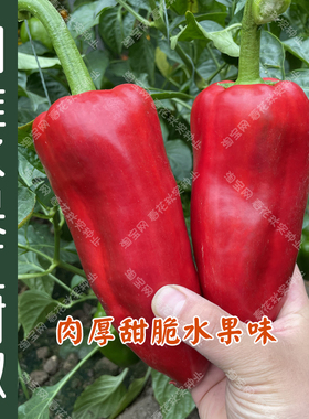 水果红圆锥甜椒种子 春季秋季播蔬菜籽 味甜质脆生食易种抗病高产