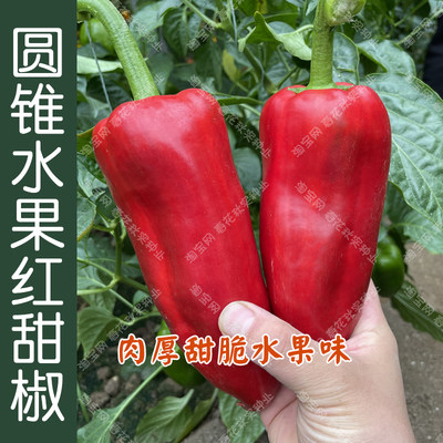 脆甜水果红甜椒种子高产圆锥椒籽