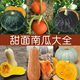 蔬菜籽孑 播 超甜绿板栗红栗甜如蜜奶油蜜本南瓜种子 甘面超粉四季