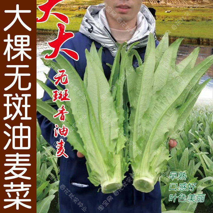 大棵型无斑香油麦菜种子 春夏秋冬四季播蔬菜籽 香脆嫩口感好高产
