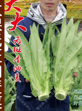 种子大棵无斑香油麦菜口感好