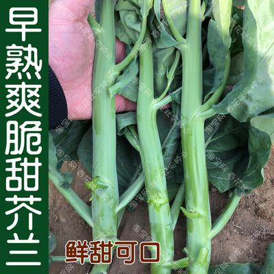 春秋季阳台盆栽鲜甜爽脆好吃芥兰