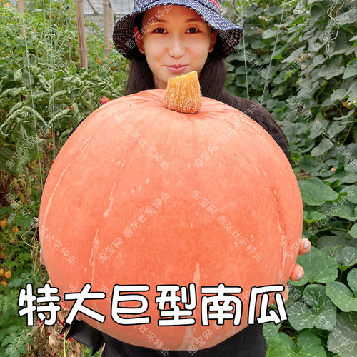 巨型春夏大号观赏爬藤南瓜种子