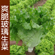播蔬菜籽 爽脆玻璃生菜种子 春秋季 生熟食均可无纤维脆甜口感好吃