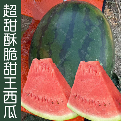 特大春季高糖水果种子