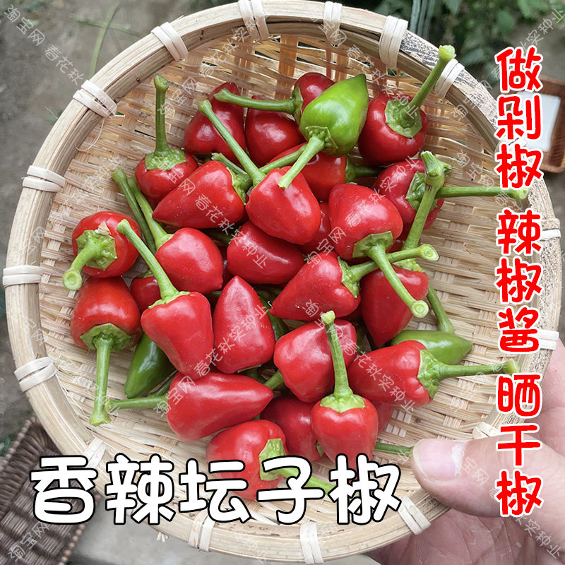 特辣坛子辣椒种子 春秋季播蔬菜籽 香辣红剁椒酱灯笼干椒朝天椒孑,鲜花速递/花卉仿真/绿植园艺,家庭园艺种子,淘宝优惠券,粉丝福利购,淘宝优惠卷