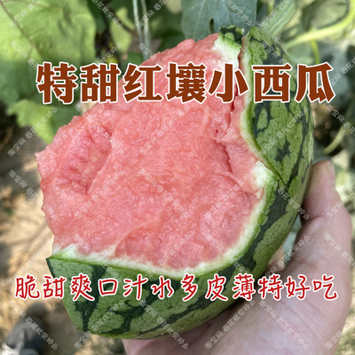 脆甜多汁好吃早熟西瓜水果种子