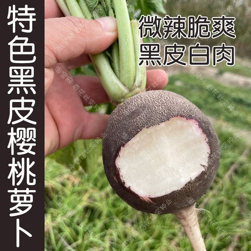 特色黑皮樱桃小萝卜种子 春秋季播水果蔬菜籽 阳台盆栽菜园易种孑