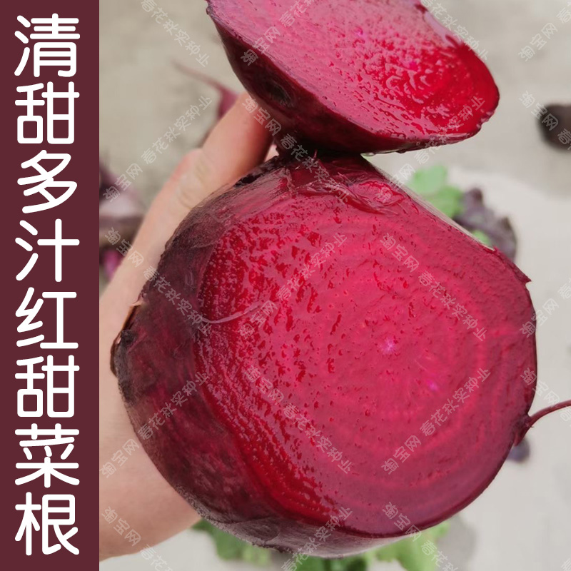 清甜红甜菜根种子阳台大田菾
