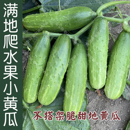 满地爬水果黄瓜种子脆甜旱黄瓜籽