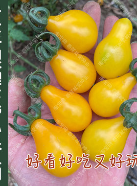 黄洋梨樱桃番茄种子盆栽菜园