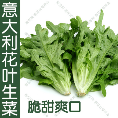 意大利花叶生菜种子油绿早熟好吃