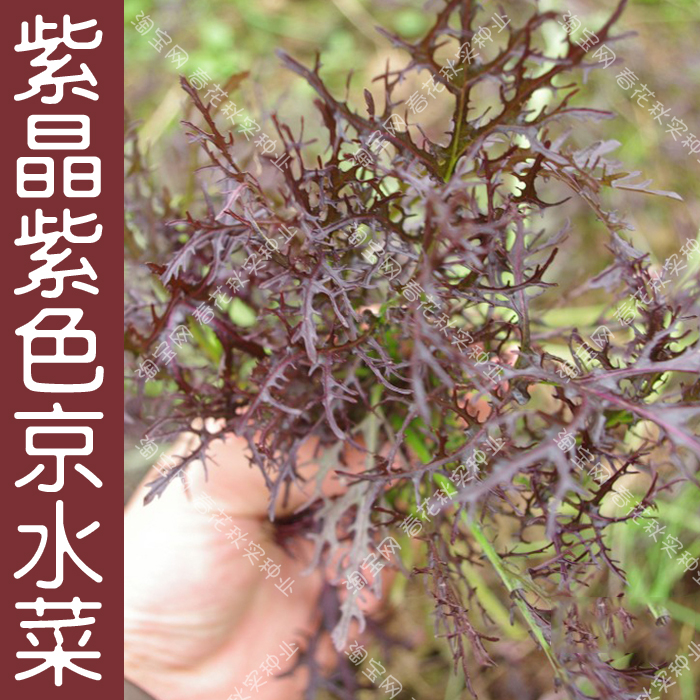 细叶花叶紫芥菜种子 蔬菜种子阳台盆栽大田紫京水菜种子颜色艳丽