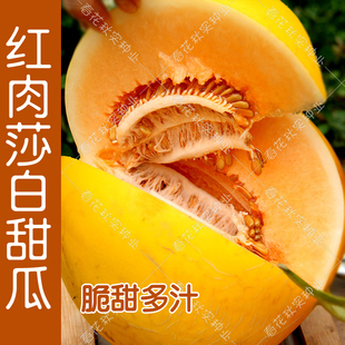 红肉莎白甜瓜种子 黄皮高糖水果 早熟春季秋季瓜果阳台盆栽大田籽